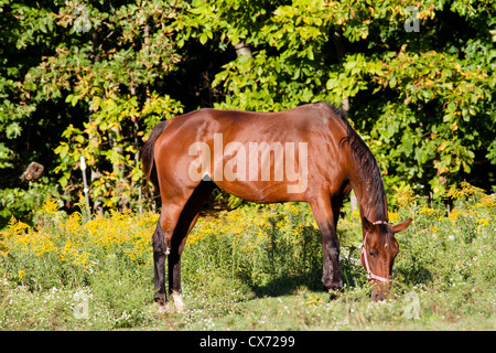 Schöne Bucht Pferd grasen auf dem Gebiet hat sie ein Halfter auf. Stockfoto
