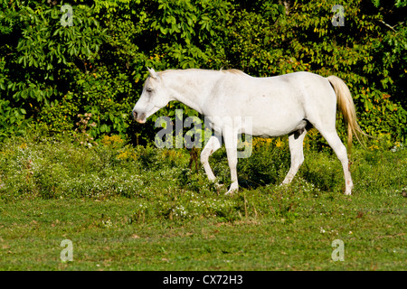 Grauer Hengst zu Fuß über das Feld bei Sonnenuntergang. Stockfoto