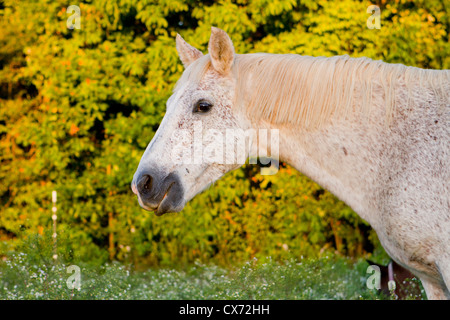 Porträt von einem grauen Pferd bei Sonnenuntergang auf einem frühen Herbsttag. Stockfoto