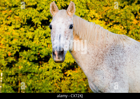 Grau gefleckte Pferd bei Sonnenuntergang Blick in die Kamera. Stockfoto