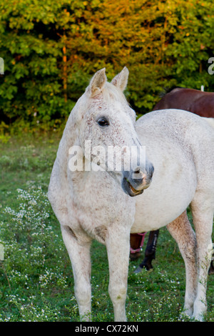Zwei Pferde in einem Feld bei Sonnenuntergang. Das graue Pferd ist gerade etwas Weg auf der rechten Seite. Stockfoto