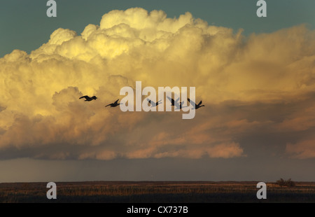 Graugans Gänse Anser Anser ausziehen aus küstennahen Pool bei Sonnenuntergang Stockfoto