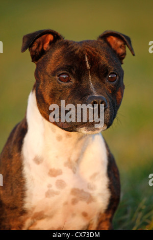 Staffordshire Bullterrier Portrait Stockfoto