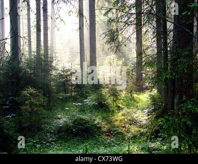 eine atemberaubende Aussicht wie die Sonne scheint durch den Wald an einem nebligen Tag. Stockfoto