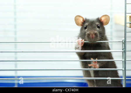 komische Schwarze Ratte sitzt im Käfig Stockfoto