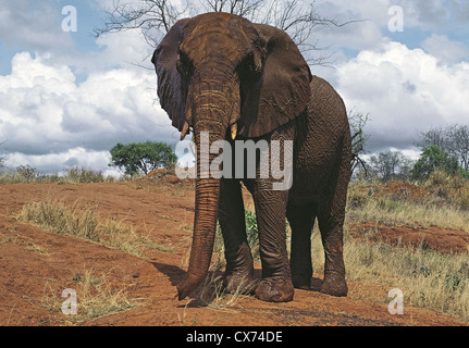 Elefant namens Eleanor wuchs als Waise von Daphne Sheldrick in Tsavo East Nationalpark Kenia Stockfoto