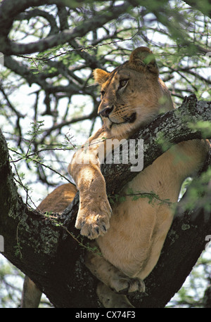 Löwin mit vollem Bauch Bauch ruht In Baum-Serengeti-Nationalpark Tansania Stockfoto