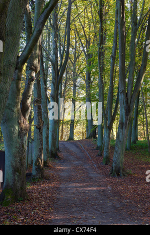 Path Covered with Fallen Maple Leaves in Autumn. Stockfoto