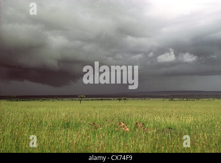 Young Lions lebendige grüne Gras niedrig liegen, während schwarze Sturm Braut Wolken in der Ferne Masai Mara National Reserve Kenya Stockfoto