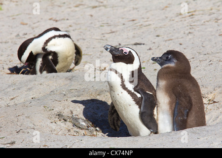 Afrikanischer Penguin, Spheniscus Demersus, Erwachsene mit Chick on Boulder Beach, Südafrika Stockfoto