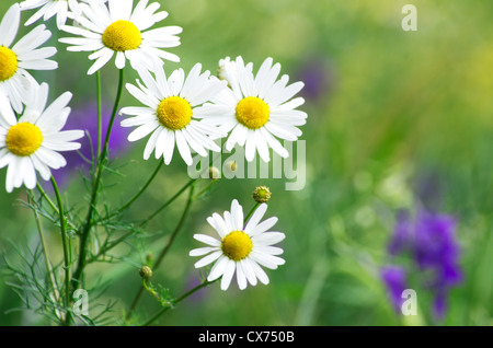 Grasgrün und Kamillen in der Natur Stockfoto