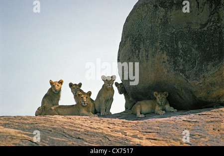 Sechs junge Hälfte gewachsen Löwenbabys ruht auf den Felsen des Moru Kopjes Serengeti Nationalpark, Tansania Stockfoto