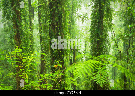 Dorrigo Regenwald in einer nebligen Stimmung. Stockfoto