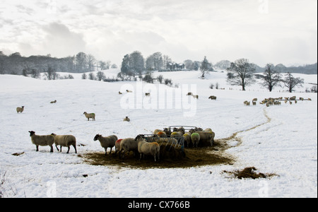 Eine Herde von Schafen in einem überdachten Schneefeld durch den Feeder mit einigen Bäumen und einem Haus in der Ferne Winter Szene Seenplatte Stockfoto