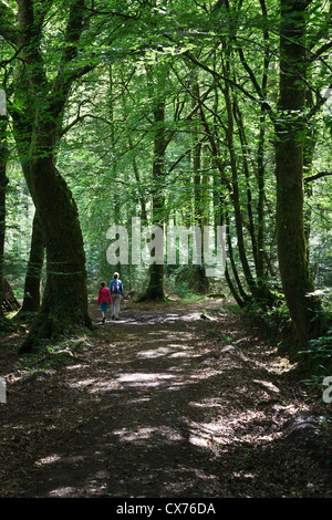 Wandern in den Wäldern in der Nähe von la Rivière d ' Argent, Huelgoat. Stockfoto