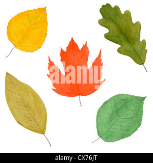 Set aus bunten herbstlichen Baum Blätter, Aquarell Hand gezeichnet und gemalt, isoliert auf weißem Stockfoto