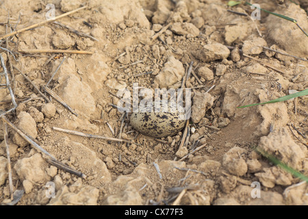 Stein-Brachvogel (Burhinus Oedicnemus) Ei im Nest. Lleida. Katalonien. Spanien. Stockfoto