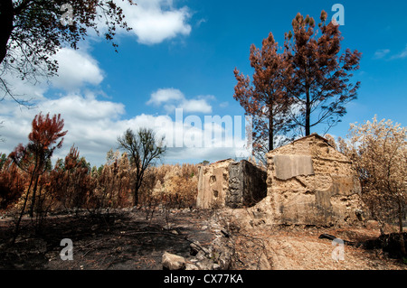 Verbrannten Wald nach einem großen Brand in Portugal Stockfoto
