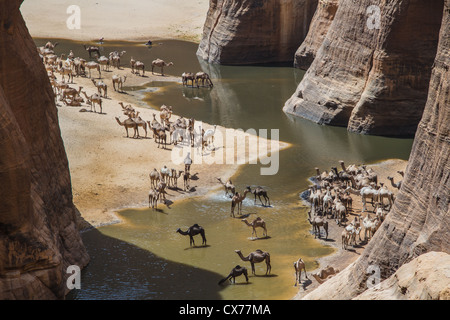 Kamele am Wasserloch Ennedi Berge Tschad Stockfoto