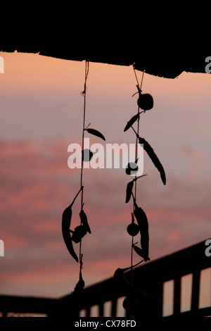 Paprika, hängt an der Schnur gegen Himmel in Basilikata-Italien Stockfoto