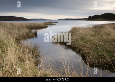 Kielder Wasser und Wald im Nationalpark Northumberland, England ist ein wichtiger Mann gemacht-reservoir Stockfoto