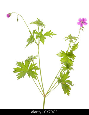 kleine Blume Geranien (Geranium Robertianum) auf weiß Stockfoto