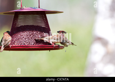 Haus Fink und Feeder hautnah Stockfoto