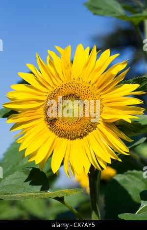 Helianthus Annuus. Eine einzelne Sonnenblume vor blauem Himmel. Stockfoto