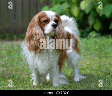 Cavalier King Charles Spaniel, Blenheim Farbe, Erwachsene Stockfoto