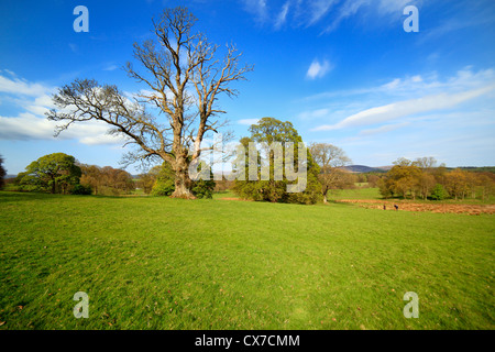 Park, Drumlanrig Castle, Dumfries and Galloway, Schottland, Großbritannien Stockfoto