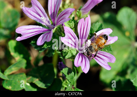 Italien, Lombardei, Bienensammlung Pollen auf Malven Blumen Stockfoto