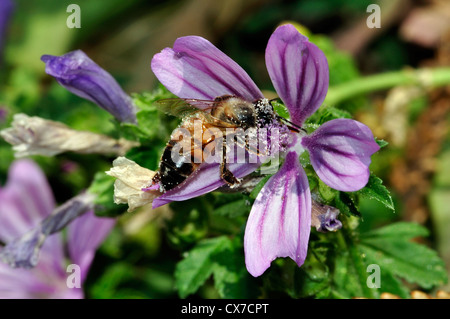 Italien, Lombardei, Bienensammlung Pollen auf Malven Blumen Stockfoto