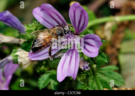 Italien, Lombardei, Bienensammlung Pollen auf Malven Blumen Stockfoto