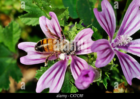 Italien, Lombardei, Bienensammlung Pollen auf Malven Blumen Stockfoto