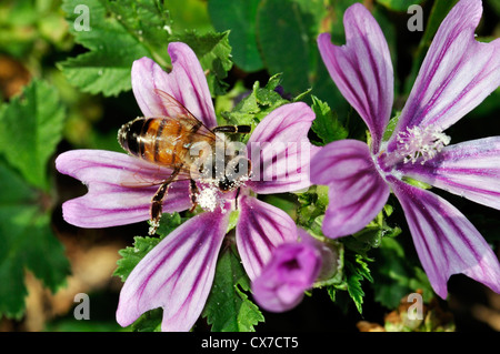 Italien, Lombardei, Bienensammlung Pollen auf Malven Blumen Stockfoto