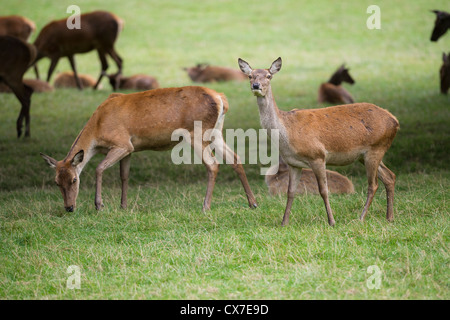 Rothirsch (Cervus Elaphus) Stockfoto