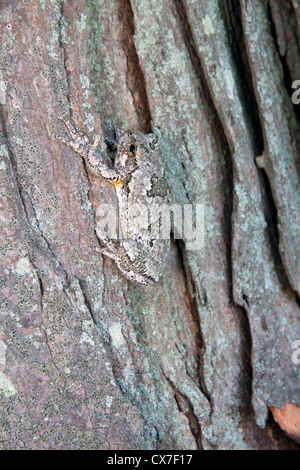 Gemeinsamen grau Laubfrosch Hyla versicolor getarnt auf Rinde Shagbark HIckory Carya Ovata E USA Stockfoto