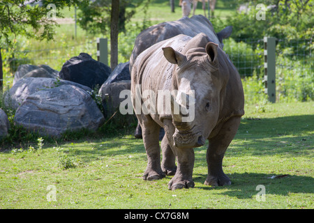 Dies ist ein Bild eines Nashorns auf dem Toronto Zoo Stockfoto