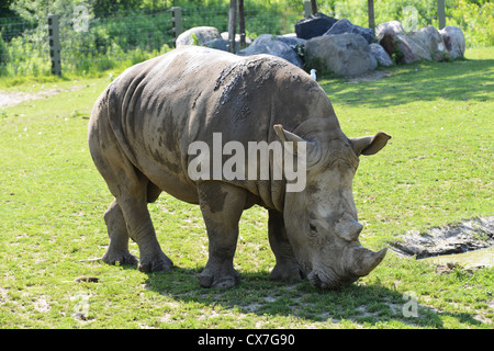 Dies ist ein Bild eines Nashorns auf dem Toronto Zoo Stockfoto