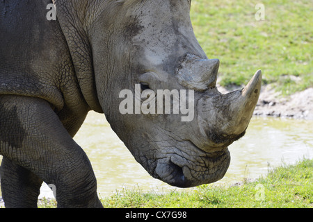 Dies ist ein Bild eines Nashorns auf dem Toronto Zoo Stockfoto