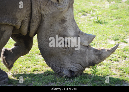 Dies ist ein Bild eines Nashorns auf dem Toronto Zoo Stockfoto