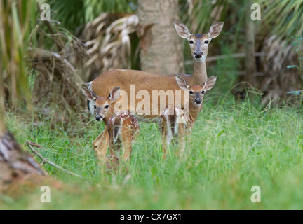 Familie von Whitetail Deer einschließlich Mutter und zwei Kitze Stockfoto