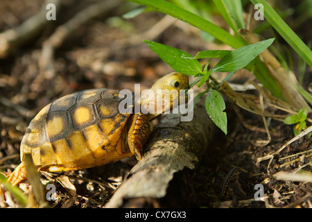 Baby Gopher Schildkröte Essen grass Stockfoto