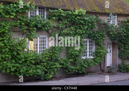 Ein Reetdachhaus ist es Wände bedeckt mit Reben, in Dorset Dorf von Evershot. Ein freundliches Licht leuchtet aus dem Fenster. England, United Kingdom. Stockfoto