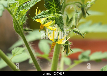 Drüsenhaare oder Trichome auf dem Stamm einer gewachsenen Tomate Stockfoto