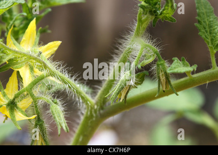 Drüsenhaare oder Trichome auf dem Stamm eine angebaute Tomatenpflanze Stockfoto