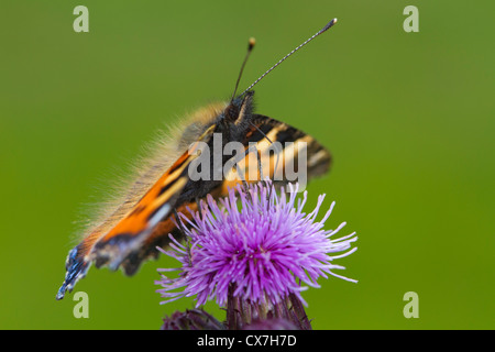 Kleiner Fuchs (Aglais Urticae) Schmetterling Fütterung auf eine Distel Blume Stockfoto