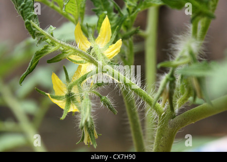 Glanduläre trichomes Haare oder auf dem Schaft eines erwachsenen Tomatenpflanze Stockfoto