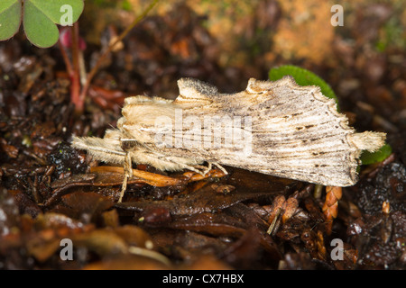 Blasse Prominent (Pterostoma Palpina) Motte Stockfoto