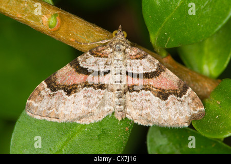 Flame Teppich (Xanthorhoe Designata) Motte Stockfoto